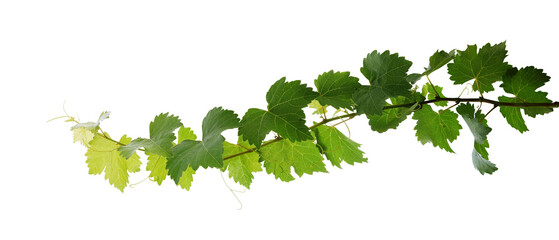 Grape leaves vine plant branch with tendrils in vineyard - obrazy, fototapety, plakaty
