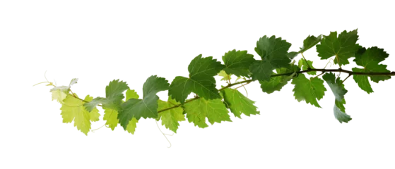 Gardinen Grape leaves vine plant branch with tendrils in vineyard © Chansom Pantip