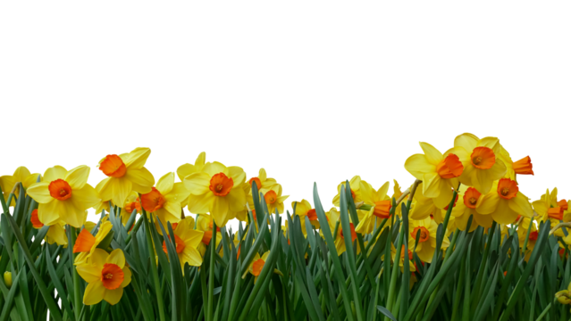 Bright yellow flowers of Easter bells daffodils (Narcissus) spring flower field in springtime
