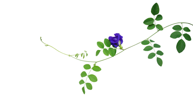 Green leaves vines with blue flowers of Asian pigeonwings or butterfly pea (Clitoria ternatea) the medicinal creeper flowering plant