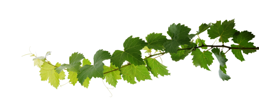 Grape leaves vine plant branch with tendrils in vineyard