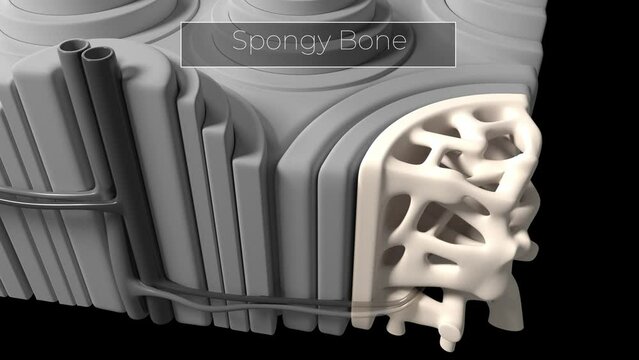 Cross Section of Human Bone Morphology