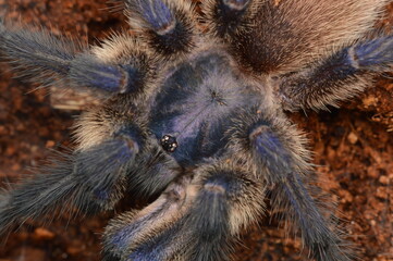 Monocentropus balfouri adult male spider from Socotra