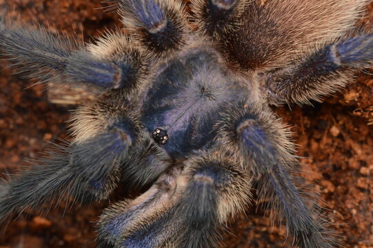 Monocentropus balfouri adult male spider from Socotra