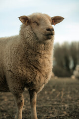 Cute sheep grazing on a farm, white sheep farming animals, agriculture setting, wool and grass in a rural area