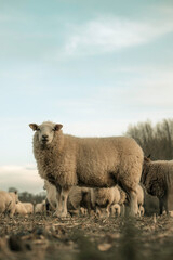 Sheep grazing on a farm, white sheep farming animals, agriculture setting, wool and grass in a rural area