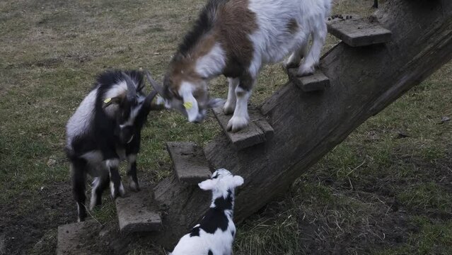 Goats and doeling in Strobl, Austria. 