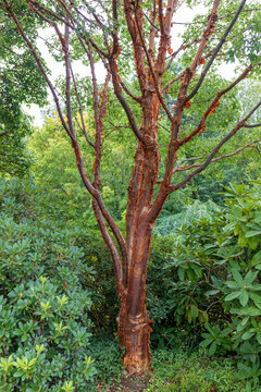 Pacific Madrona Tree
