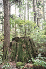 Western Red Cedar Stump