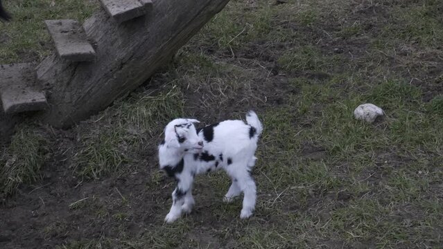 Goats and doeling in Strobl, Austria. 