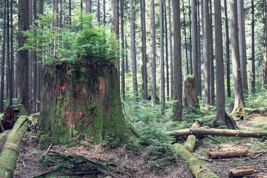 Western Red Cedar Stump