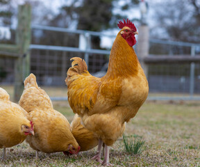Very proud gold colored chicken rooster