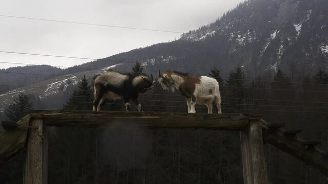 Goats and doeling in Strobl, Austria. 