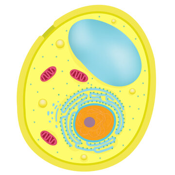 Anatomy of Yeast cells.