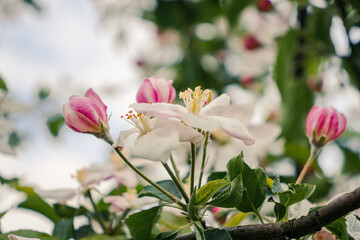 Apple blossom white pink spring