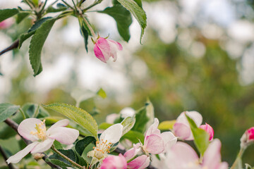 Obraz premium Apple blossom white pink spring