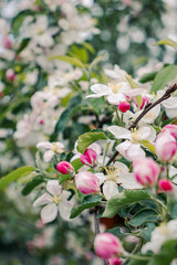 Apple blossom white pink spring