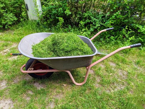 Wheelbarrow in a meadow with mowed grass inside, in the background a green hedge