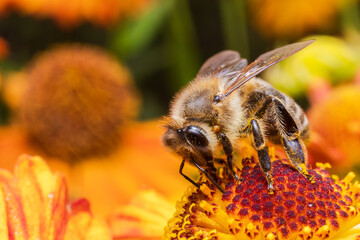 Honey bee covered with yellow pollen drink nectar, pollinating flower. Inspirational natural floral spring or summer blooming garden background. Life of insects, Extreme macro close up selective focus