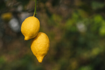 Two lemons on the tree, Sicily, Italy