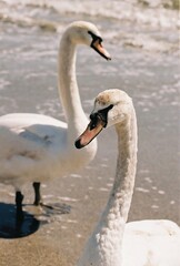 Fototapeta na wymiar swans on the se