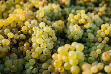 bunch of yellow grapes