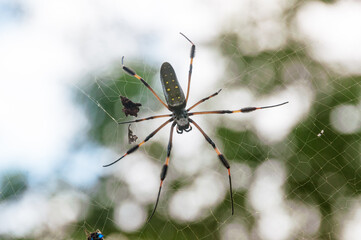 Spider 2