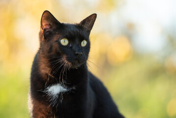 Portrait of domestic black cat with white spot.