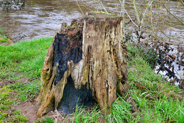 Old decaying tree stump blackened by fire at the edge of the river bank
