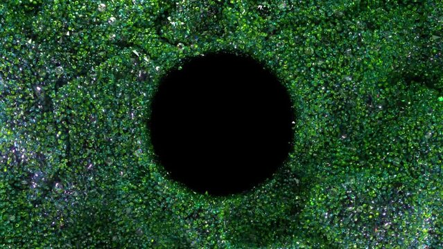 Abstract concept. Green particles move randomly around the black hole. Microalgae. Flora. Sea plants. Black circle.