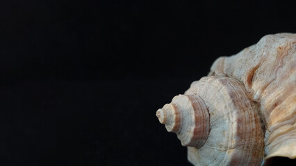 Close-up of a light-colored sea shell on a black background. Textured surface on spiral. Сoncept of aging