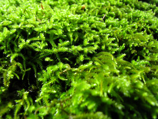 Reindeer moss wall, Cladonia rangiferina deer lichen green wall decoration. 