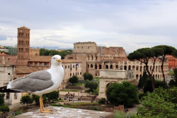 View of the colosseum from old Roma