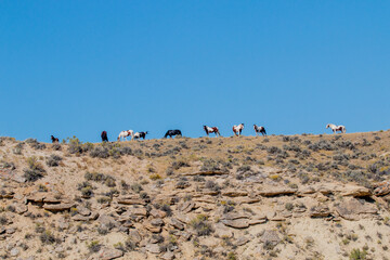 Wild Horses in Autumn in the Wyoming Desert