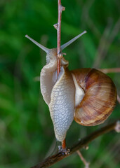 Grape snail (Helix pomatia), a gastropod mollusk crawling on a twig