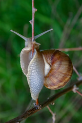 Grape snail (Helix pomatia), a gastropod mollusk crawling on a twig
