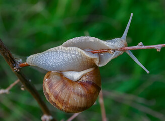 Grape snail (Helix pomatia), a gastropod mollusk crawling on a twig