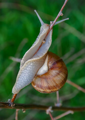 Grape snail (Helix pomatia), a gastropod mollusk crawling on a twig