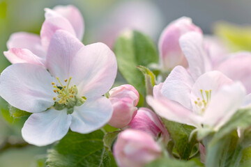 Fototapeta na wymiar Apple blossom, close-up of a blooming apple tree in spring.