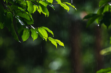raining shower drop on leaf tree, close up of rainfall in jungle,Heavy Rain Falling on Tree Leaves in forest. droplets fixed on green leaves, Raining day in tropical forest. Raindrop in deep jungle.