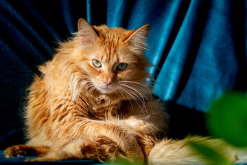 Ginger 2 años