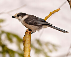 Grey Jay Photo and Image. Close-up profile side view perched on twig with a white background in its environment and habitat surrounding, displaying grey feather plumage wings and tail. Jay Picture.