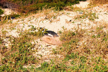 Pinguin beim Nestbau im Sand Boulder Park