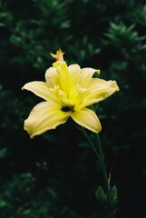yellow flower