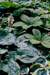 leaves in the garden