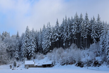 Sapins enneigés, forêt de Corrèze, France