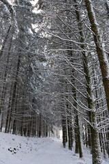 Sapins enneigés, forêt de Corrèze, France