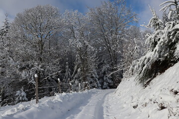 Chemin de forêt enneigé, barrière. Corrèze, France.