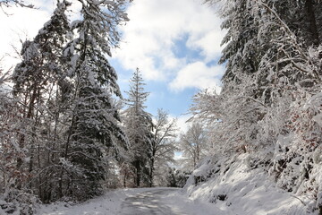 Arbres enneigés dans la forêt de Corrèze, France