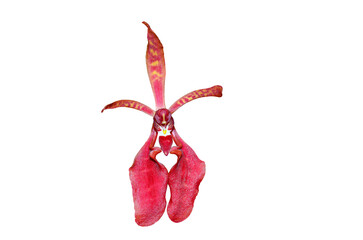 Red flowers of Renanthera coccinea Lour, also called the climbing orchid. cut out and isolated.